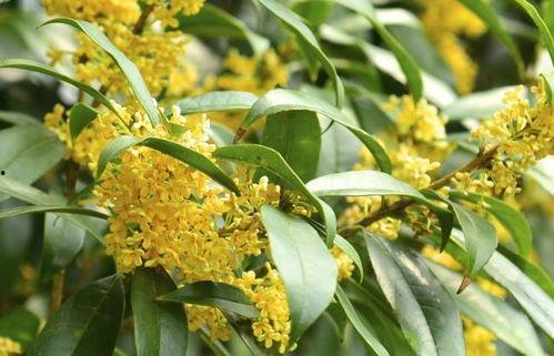 娱乐吃瓜酱桂花树